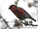 Bullfinch (Male)